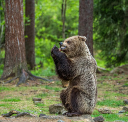 Young bear is sitting on the ground in the forest and eats fish. Summer. Finland