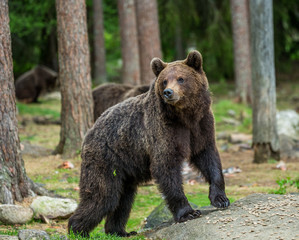 Fototapeta premium Big bear among the trees at the edge of the forest. Summer. Finland.