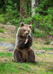 Young bear is sitting on the ground in the forest and eats fish. Summer. Finland