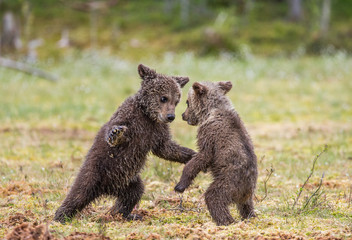 Fototapeta premium Two cubs play with each other. Summer. Finland. 