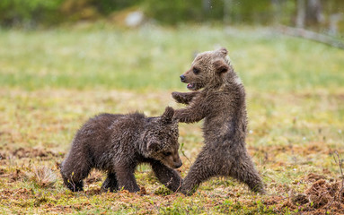 Fototapeta premium Two cubs play with each other. Summer. Finland. 