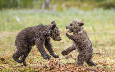 Two cubs play with each other. Summer. Finland. 