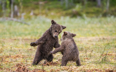 Fototapeta premium Two cubs play with each other. Summer. Finland. 