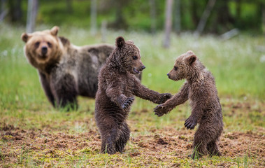 Obraz premium Two cubs play with each other next to the she-bear. Summer. Finland.