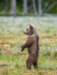 Bear stands on its hind legs and looks out into the distance. Summer. Finland.