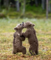Foto op Aluminium Two cubs play with each other. Summer. Finland.  © gudkovandrey