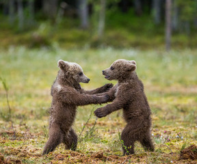 Obraz premium Two cubs play with each other. Summer. Finland. 