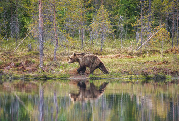 Bear near a forest lake with reflection on a beautiful forest background. Summer. Finland. 