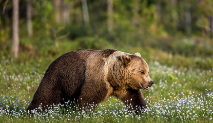 Obraz na płótnie Canvas One bear on the forest background among white flowers. Summer. Finland.