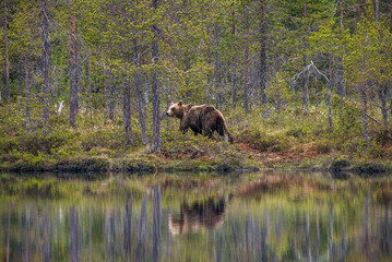 Obraz na płótnie Canvas Bear near a forest lake with reflection on a beautiful forest background. Summer. Finland. 