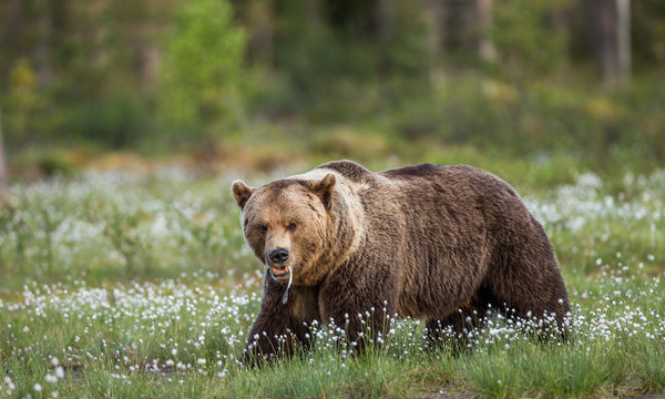 One bear on the forest background among white flowers. Summer. Finland.