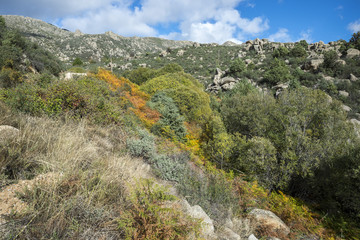 Willow forest in the Callejas stream, in the Sierra de los Porrones, Guadarrama Mountains, El Boalo, Madrid, Spain