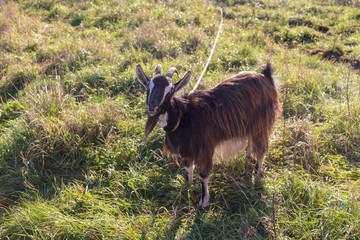 domestic goat on the grass