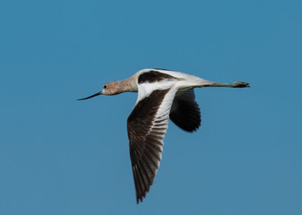 American avocet flying in the wild 