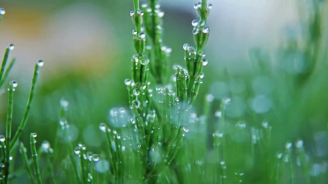 Fresh grass with dew drops