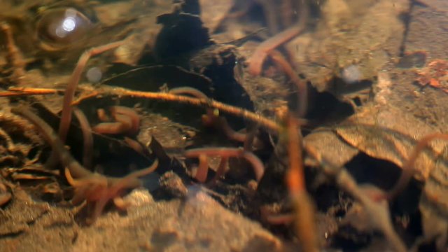 Lumbricus rubellus underwater