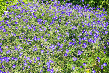 A great Bank of beautiful blue geraniums (Geranium platypetalum)