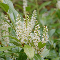 Blühender Kirschlorbeer, Prunus laurocerasus
