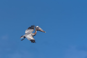 Brown pelican, bird flying in blue sky in Guadeloupe 
