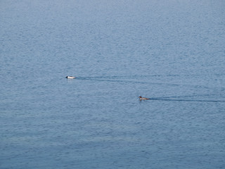 Fototapeta na wymiar Duck swimming in the lake