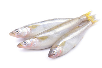Smelt fish on white background