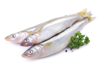 Smelt fish on white background