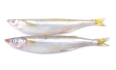 Smelt fish on white background