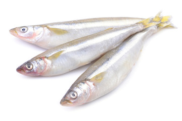 Smelt fish on white background