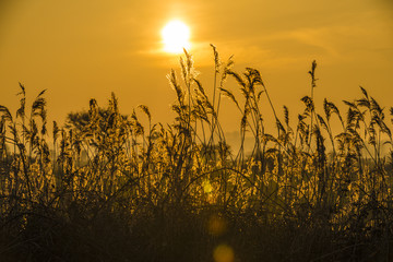 Golden reeds in mist on Pevensey Levels in East Sussex, England
