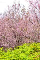 cherry blossom flower and tree