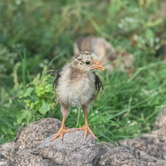 Yellow chick, wild baby chicken standing on a rock in a field
