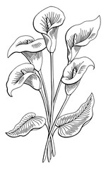 Callas flower graphic black white isolated bouquet sketch illustration vector