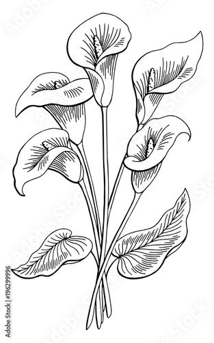 Callas Flower Graphic Black White Isolated Bouquet Sketch Callas Flower Graphic Black White Isolated Bouquet Sketch Ilration Vector