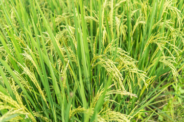 Fototapeta na wymiar Close up rice field with blurred background