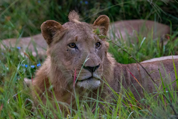 Lion tanzania serengeti(Panthera leo)