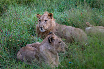 Naklejka na ściany i meble Lion tanzania serengeti(Panthera leo)