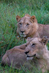 Lion tanzania serengeti(Panthera leo)