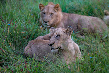 Plakat Lion tanzania serengeti(Panthera leo)