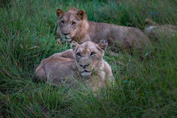 Obraz na płótnie Canvas Lion tanzania serengeti(Panthera leo)