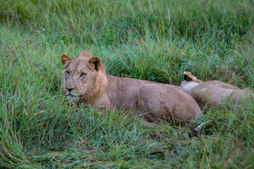 Fototapeta na wymiar Lion tanzania serengeti(Panthera leo)