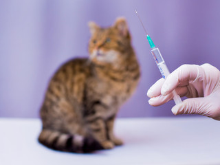veterinarian prepares an injection for  sick cat, treatment of pets