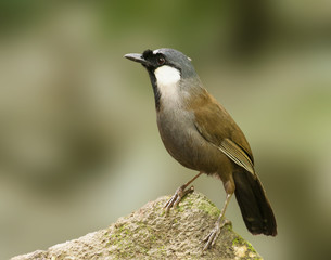 laughing thrush