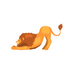 Powerful lion stretching, wild predatory animal vector Illustration on a white background