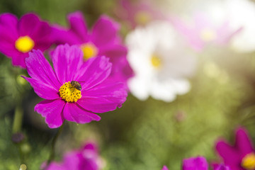 Fototapeta premium Blurred nature flower garden background, Colorful Cosmos flower with morning flair light, bee on fresh pink flower over blurred flower background
