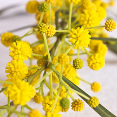 Spring yellow flowers of mimosa. Macro, selective focus