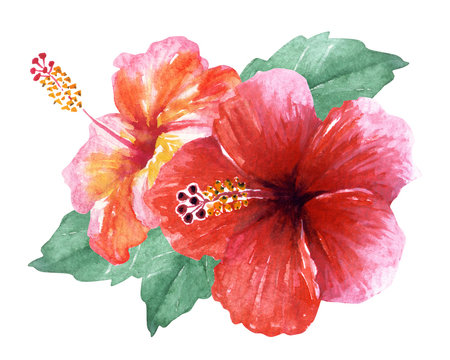 ハイビスカス 赤 水彩 イラスト Stock Illustration Adobe Stock ハイビスカス 赤 水彩 イラスト Stock Illustration Adobe Stock