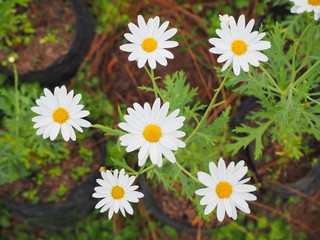Obraz premium White flowers have yellow stamens.