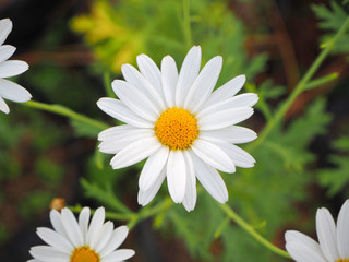 Fototapeta premium White flowers have yellow stamens.