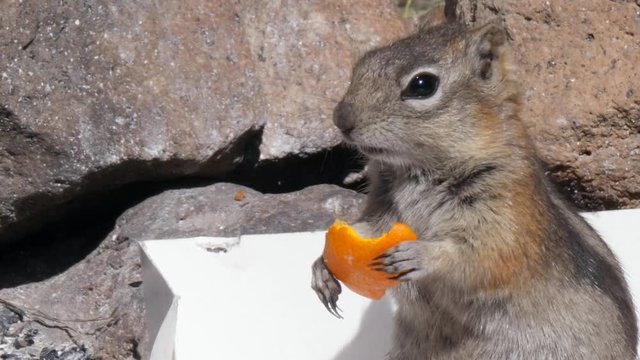 Slow motion shot of a cute chipmunk eating trash