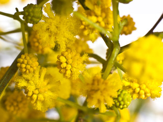 Spring yellow flowers of mimosa. Macro, selective focus